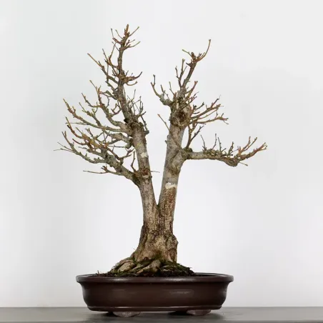 BONSAI LINDEN "TILIA" 1-3