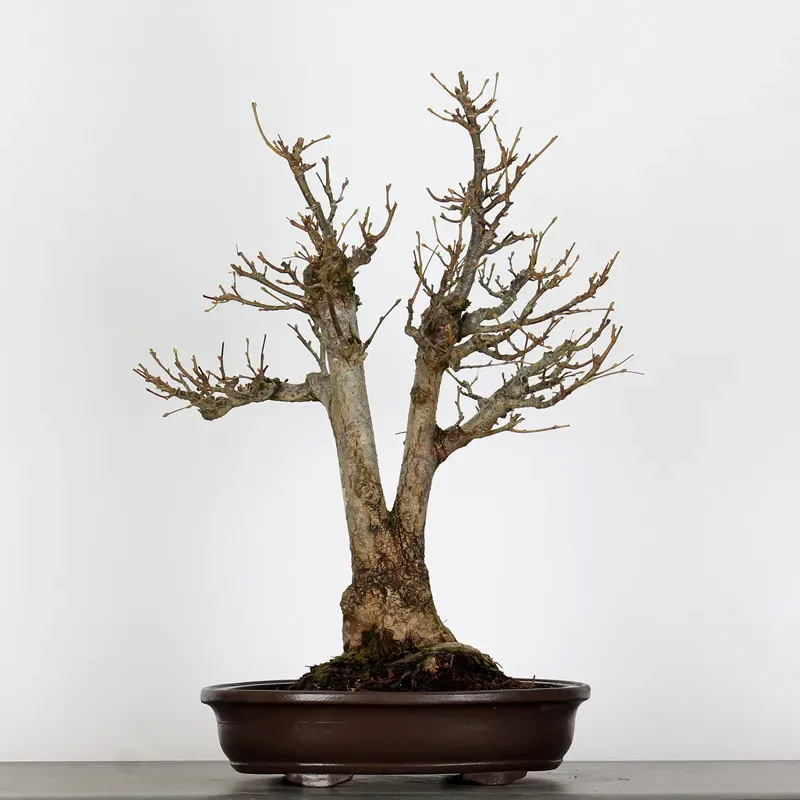 image supplémentaire - BONSAI LINDEN "TILIA" 1-3