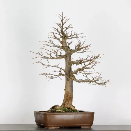 BONSAI TILLEUL "TILIA" 2-1