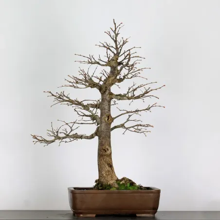 image supplémentaire - BONSAI TILLEUL "TILIA" 2-1