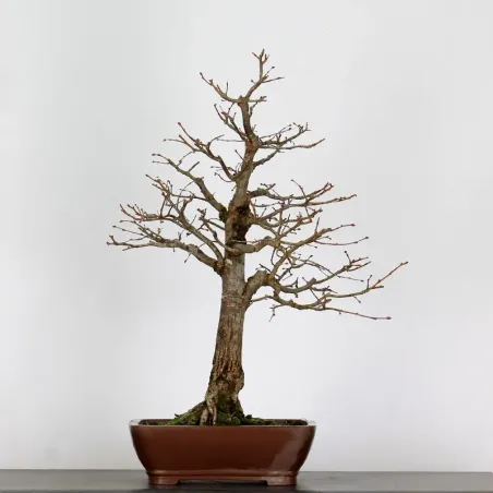 BONSAI LINDEN "TILIA" 2-11