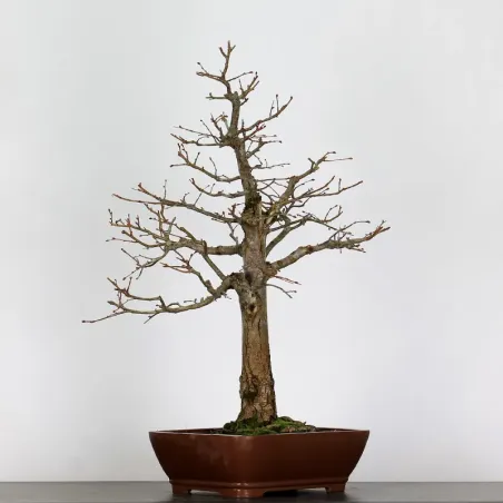 image supplémentaire - BONSAI LINDEN "TILIA" 2-11