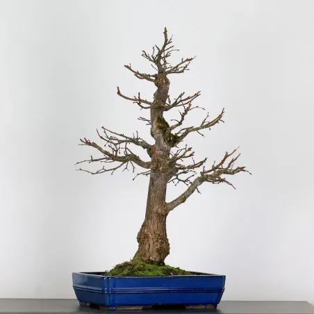 BONSAI TILLEUL "TILIA" 2-13