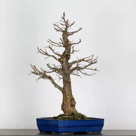 image supplémentaire - BONSAI TILLEUL "TILIA" 2-13