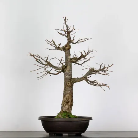 BONSAI TILLEUL "TILIA" 2-8