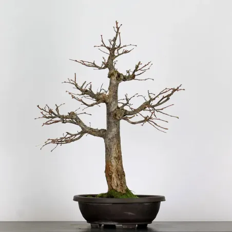 image supplémentaire - BONSAI TILLEUL "TILIA" 2-8