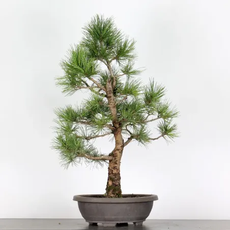 image supplémentaire - BONSAI PINUS CEMBRA 1-1