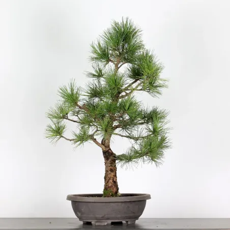 BONSAI PINUS CEMBRA 1-1