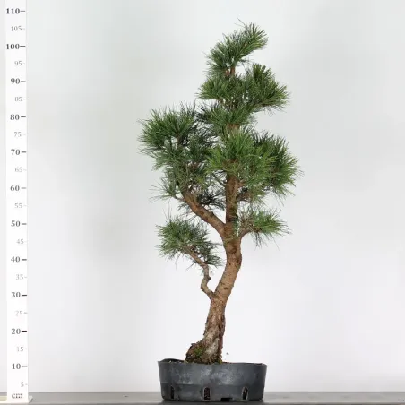 image supplémentaire - BONSAI PINUS CEMBRA 1-2