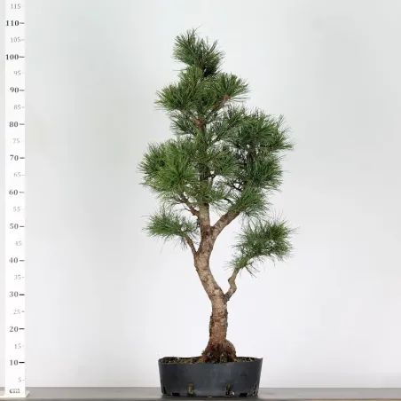 BONSAI PINUS CEMBRA 1-2