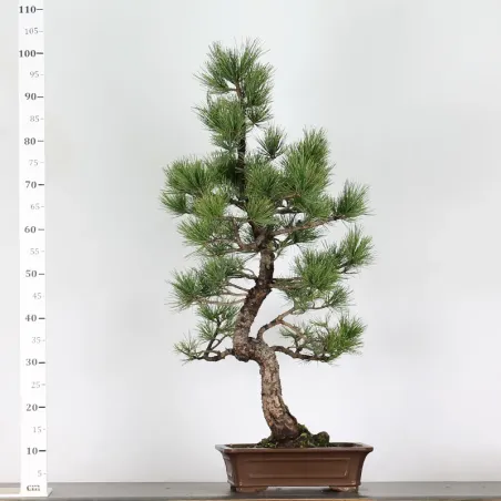 image supplémentaire - BONSAI PINUS CEMBRA 1-3