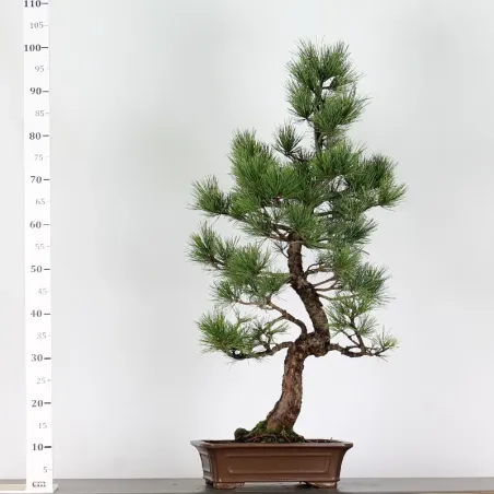 BONSAI PINUS CEMBRA 1-3