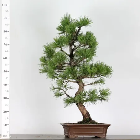 image supplémentaire - BONSAI PINUS CEMBRA 1-4