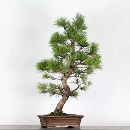 BONSAI PINUS CEMBRA 1-4