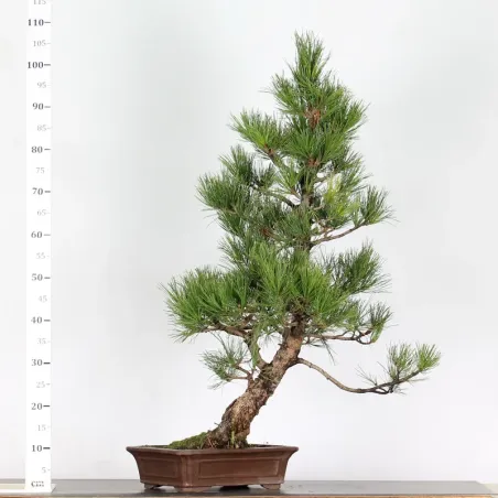 image supplémentaire - BONSAI PINUS CEMBRA 1-5