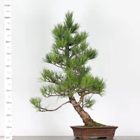 BONSAI PINUS CEMBRA 1-5