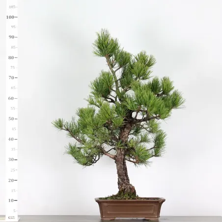 BONSAI PINUS CEMBRA 1-6