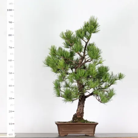 image supplémentaire - BONSAI PINUS CEMBRA 1-6