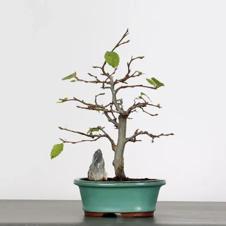 Bonsai Charmes CH-1-1