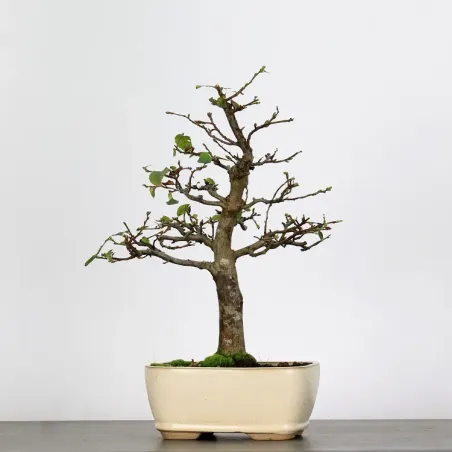 Bonsai Charmes CH-1-2