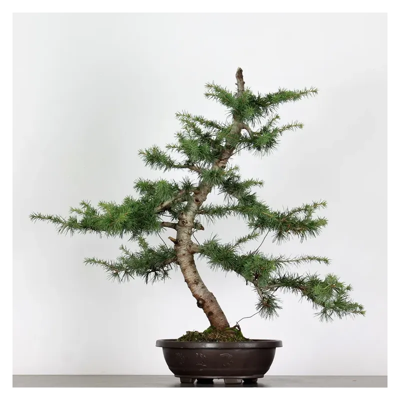 BONSAI "CEDRUS ATLANTICA" 1-4