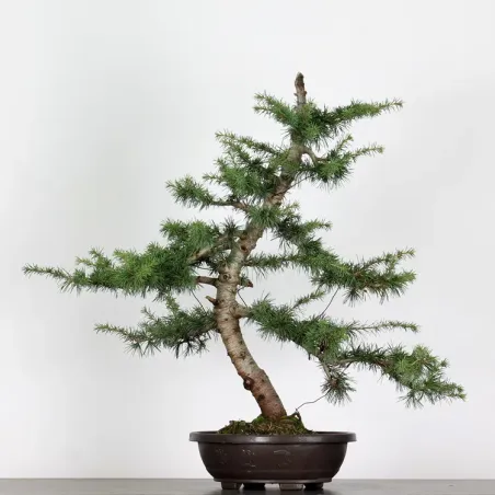 Bonsai Cèdre de l'Atlas