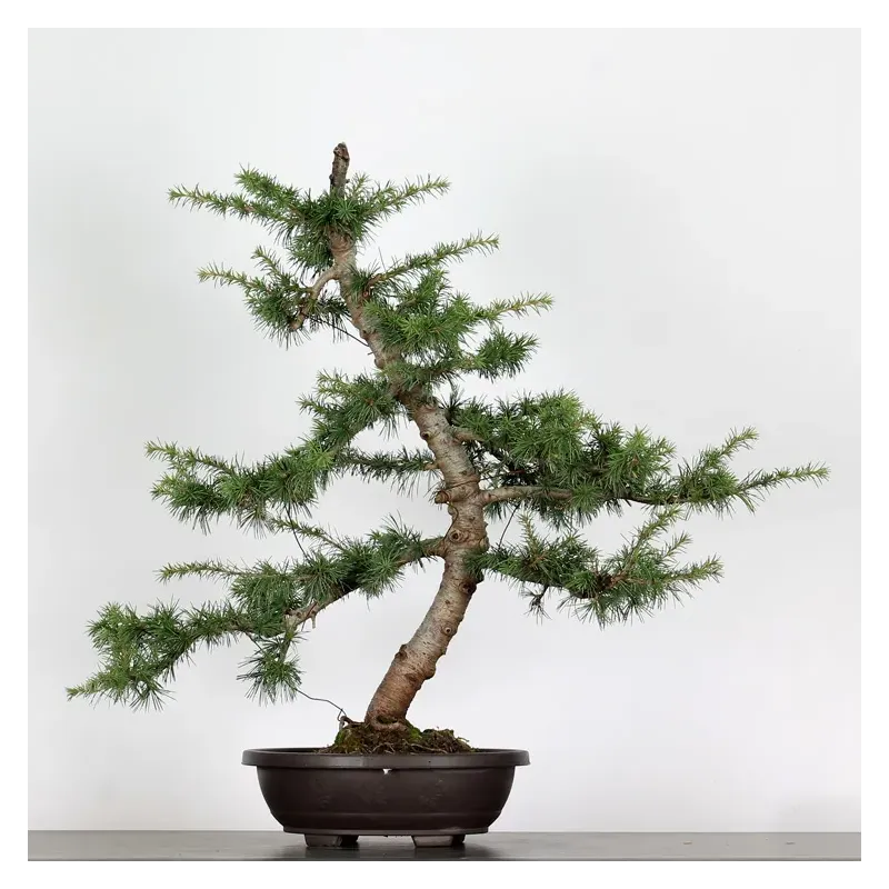 image supplémentaire - BONSAI "CEDRUS ATLANTICA" 1-4