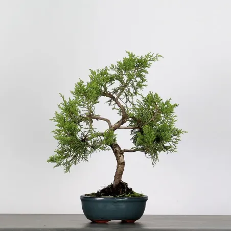 Bonsai Genévrier de Chine