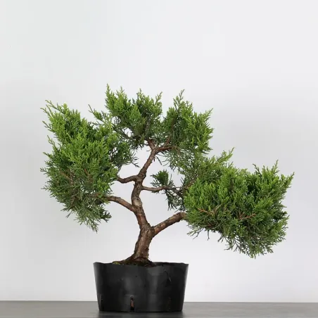 GENEVRIER JUNIPERUS CHINENSIS "ITOIGAWA" 1-16