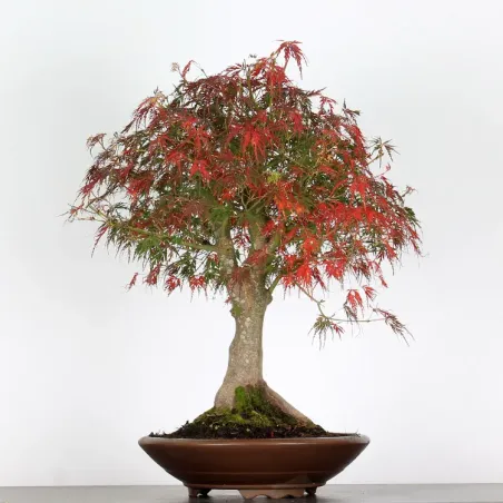 Maple Bonsai Palmatum Seiryu ASE-1-2