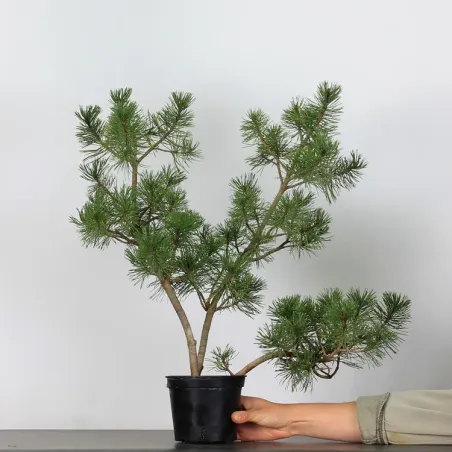 PREBONSAI "PINUS MUGO" n°10