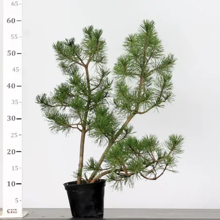 image supplémentaire - PREBONSAI "PINUS MUGO" n°10