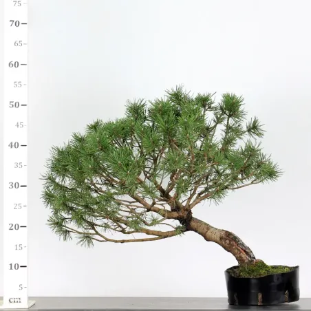 PREBONSAI "PINUS MUGO" n°11