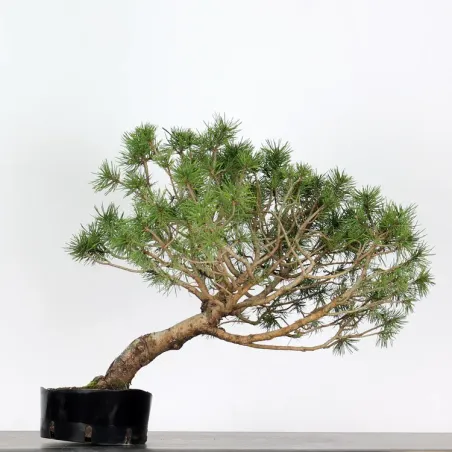 image supplémentaire - PREBONSAI "PINUS MUGO" n°11