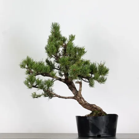 PREBONSAI "PINUS MUGO" n°13