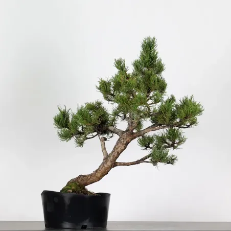 image supplémentaire - PREBONSAI "PINUS MUGO" n°13