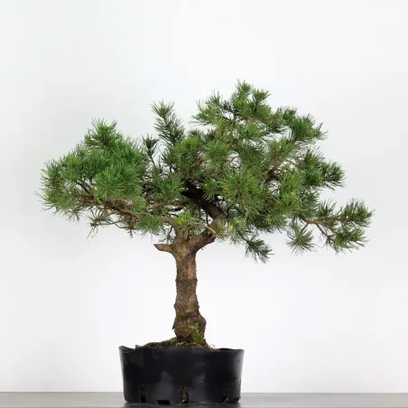 PREBONSAI "PINUS MUGO" n°14