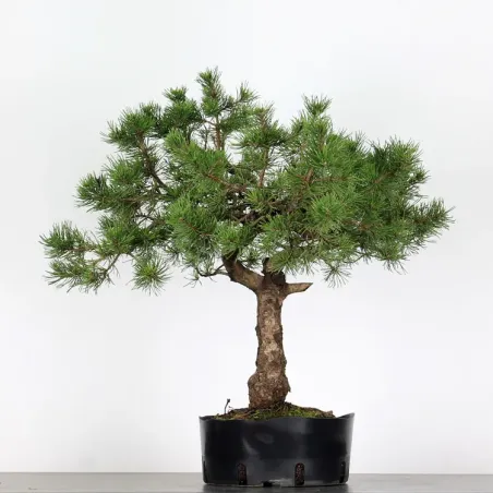 image supplémentaire - PREBONSAI "PINUS MUGO" n°14