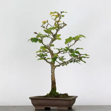 HÊTRE "FAGUS SYLVATICA" 1-1