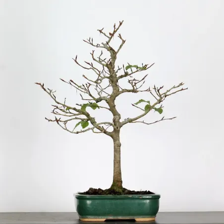 Bonsai Hêtre H-1-2