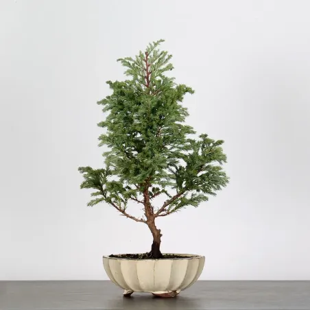 CHAMAECYPARIS pisifera BOULEVARD 3-12