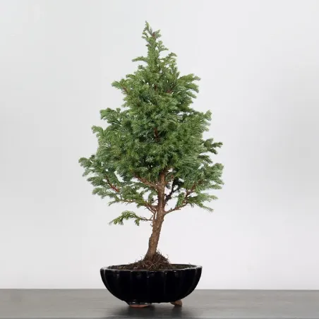 CHAMAECYPARIS pisifera BOULEVARD 3-16