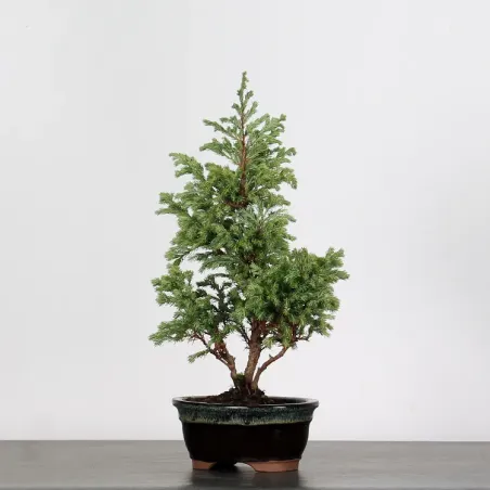 CHAMAECYPARIS pisifera BOULEVARD 3-21