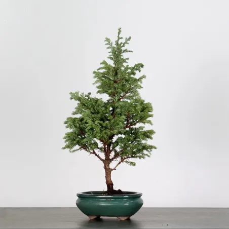 CHAMAECYPARIS pisifera BOULEVARD 3-22