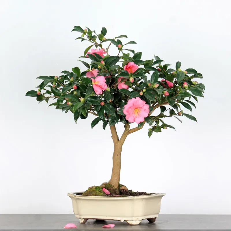 Camellia Bonsai