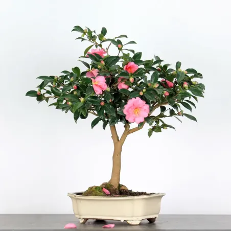 camélia bonsai