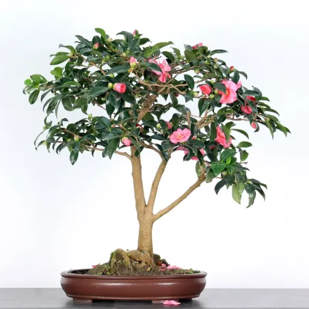 Camellia Bonsai