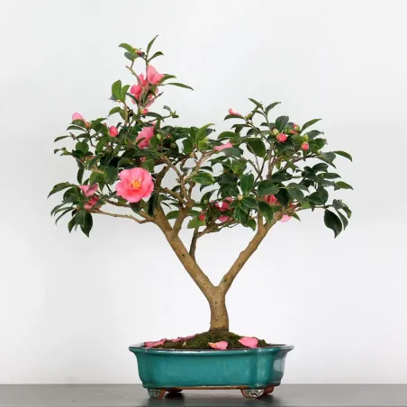 Camellia Bonsai