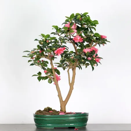 Camellia bonsai