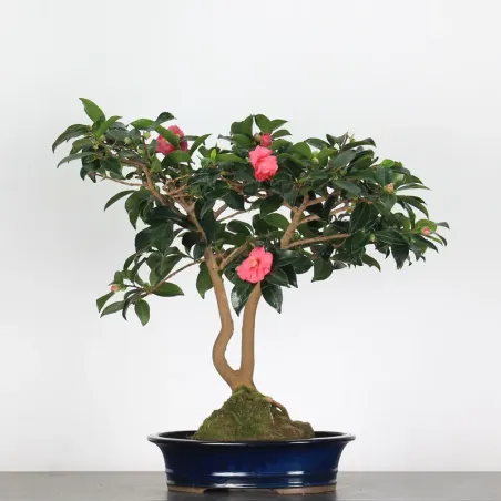 CAMELIA D'AUTOMNE "SASANQUA" 2-6